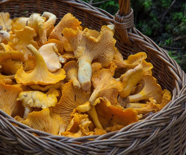 Panier en osier dans lequel il y a beaucoup de girolles fraichement cueillies au restaurant la table de 3 à Bordeaux